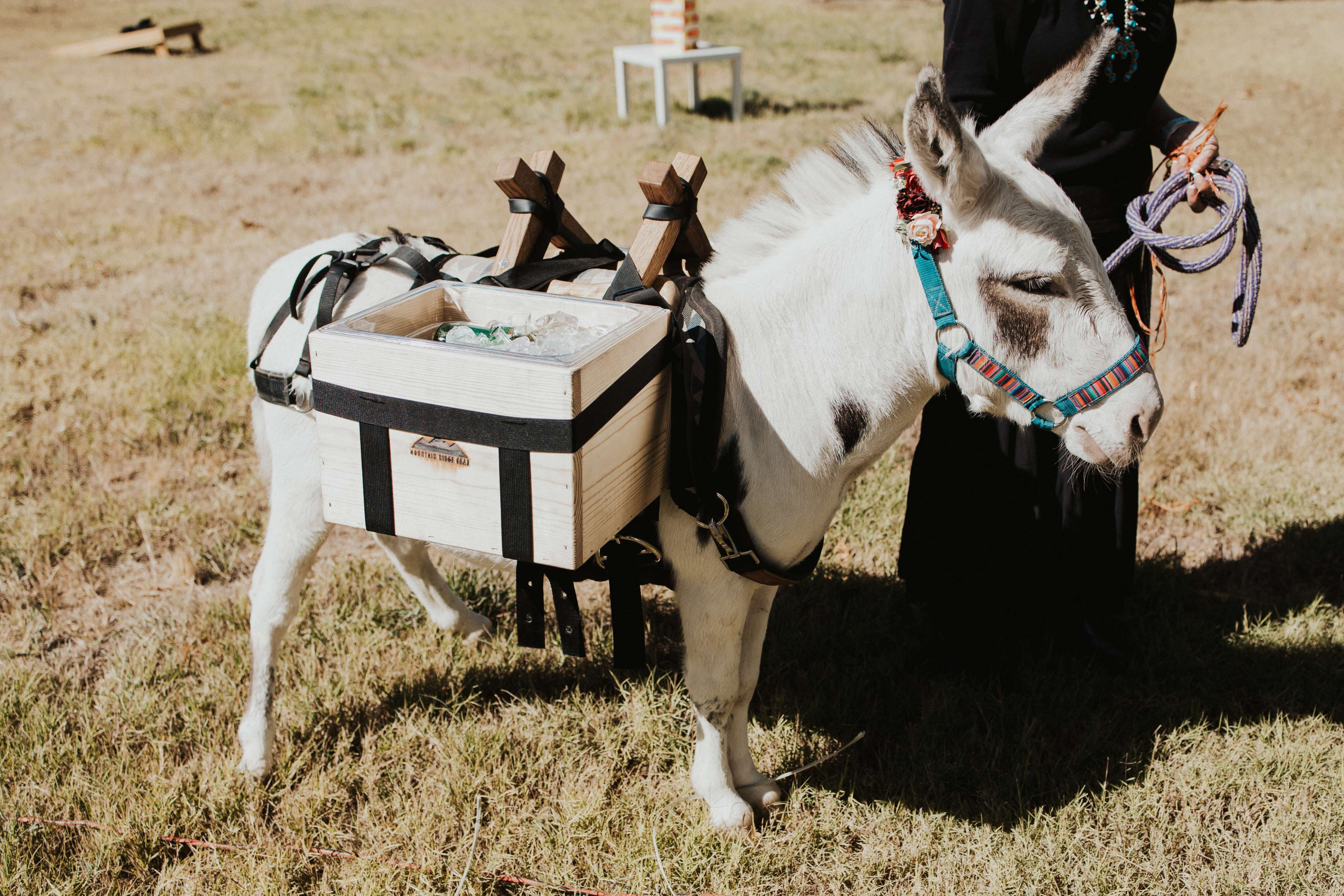 A small white horse with a saddle on it's back