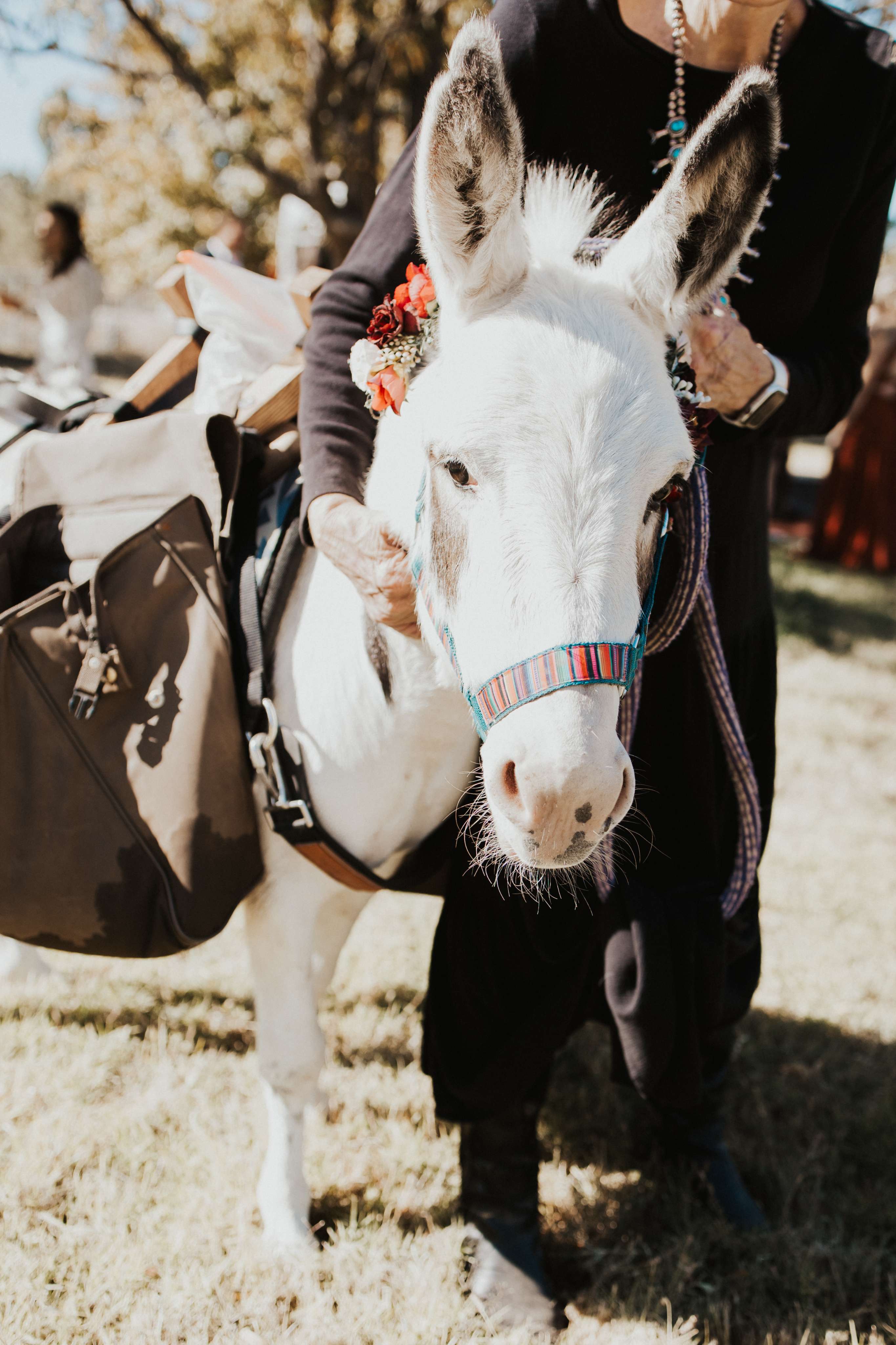 A woman is holding a small white donkey