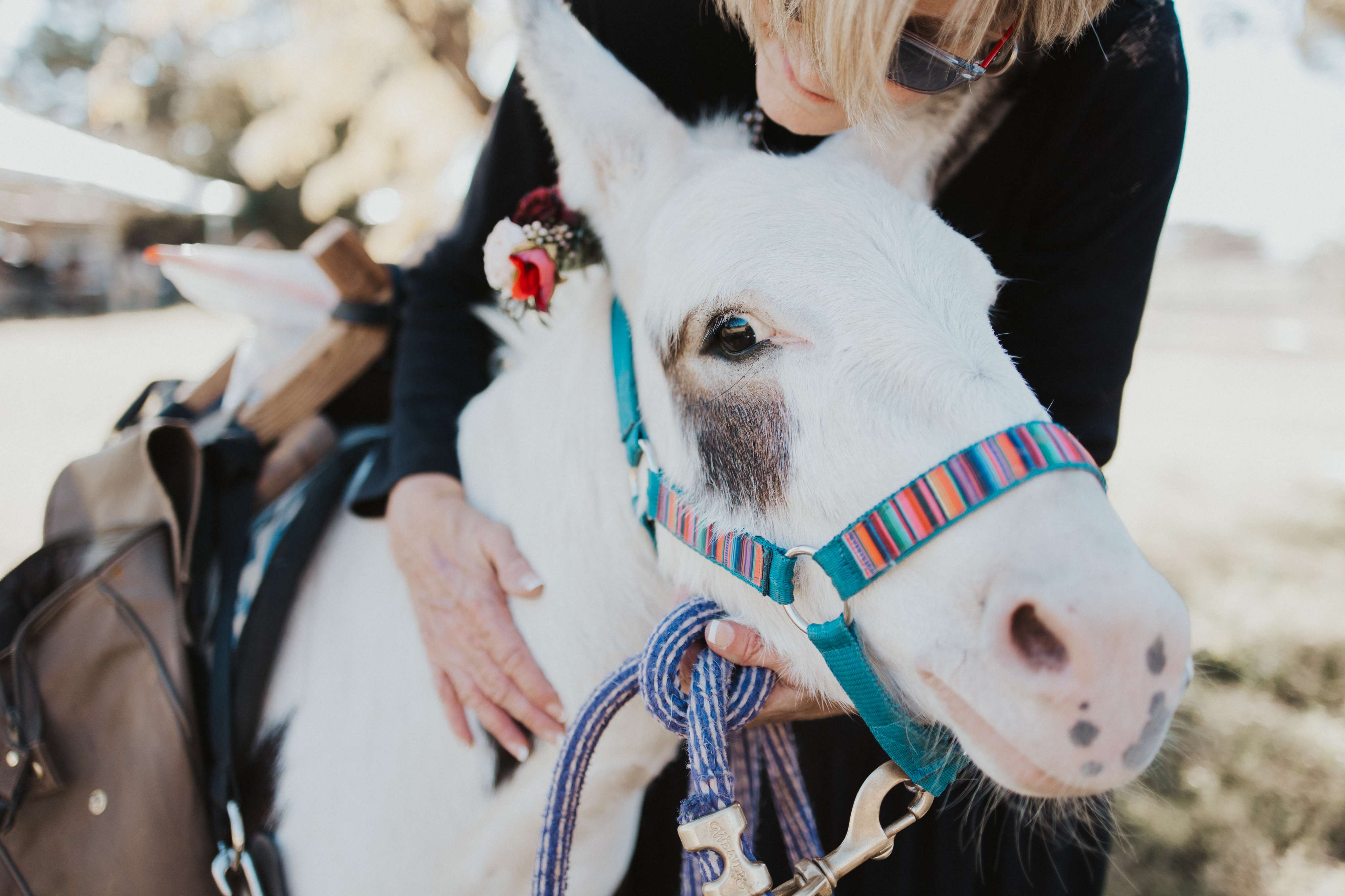 A woman is petting a small white donkey