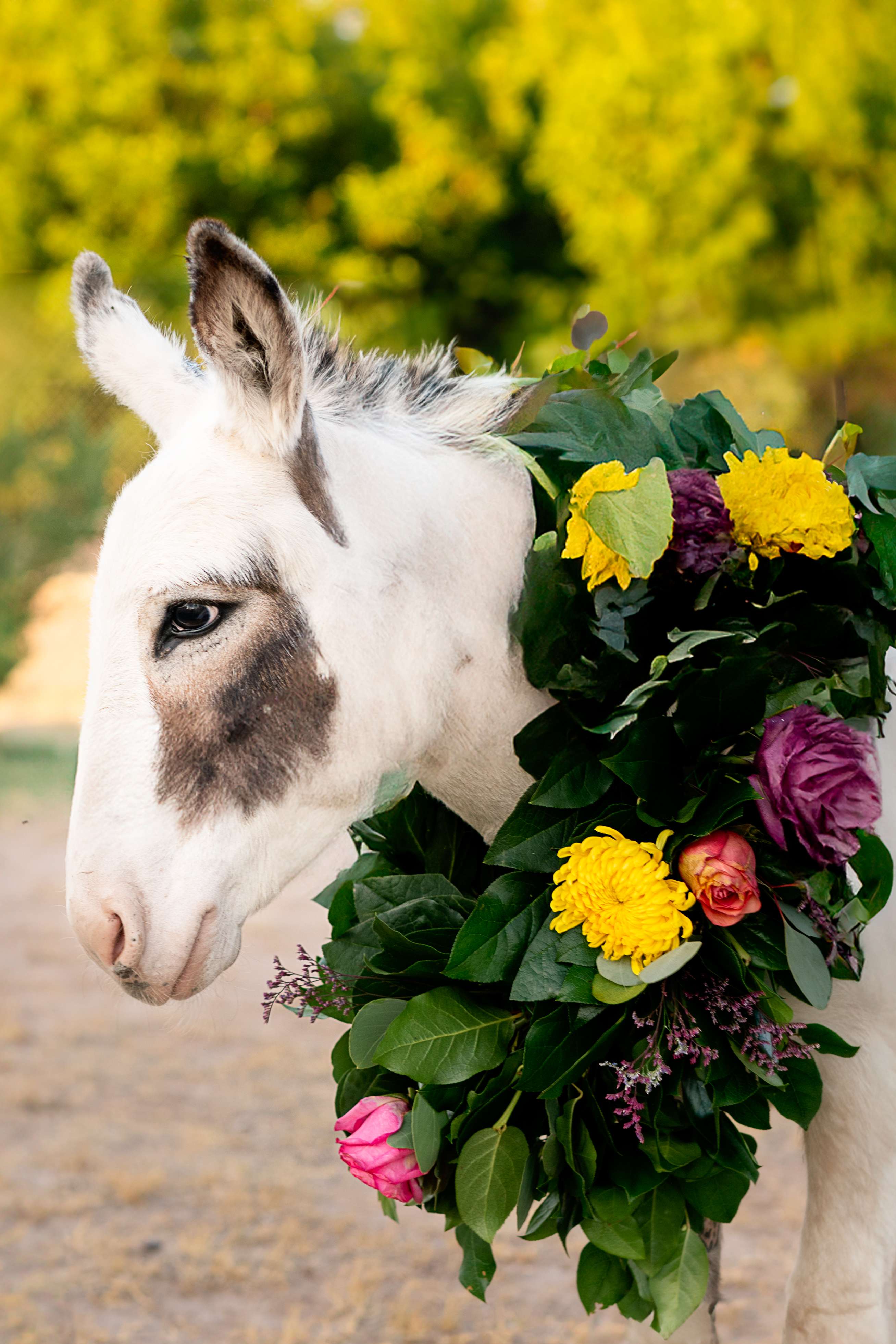 A donkey with a wreath of flowers on its head