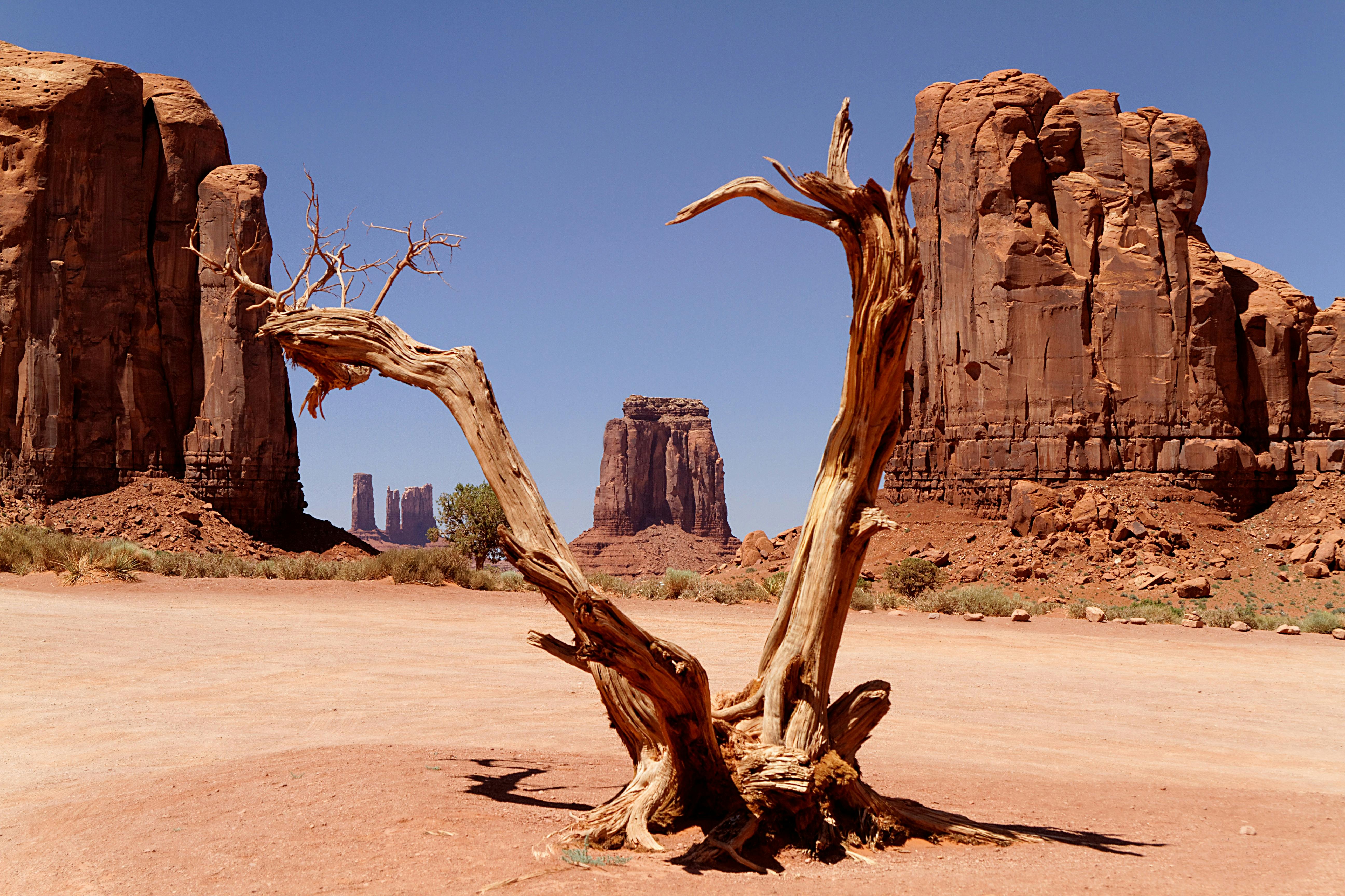 A dead tree in the middle of a desert